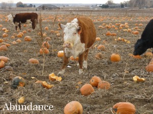 Cattle eating pumpkins in a field in Mead, Colorado