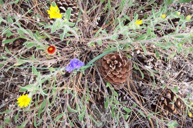 Rocky Mountain flower