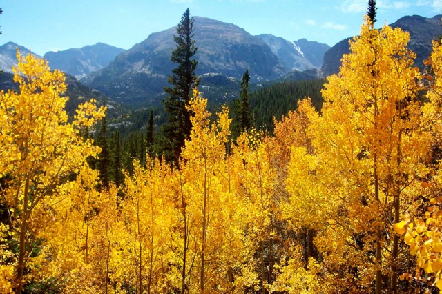 Golden aspens in Rocky Mountain National Park, Sept 2012