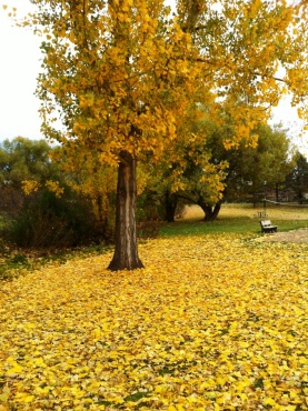 gold tree and falling leaves